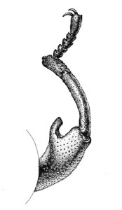 Käfer Detailansicht